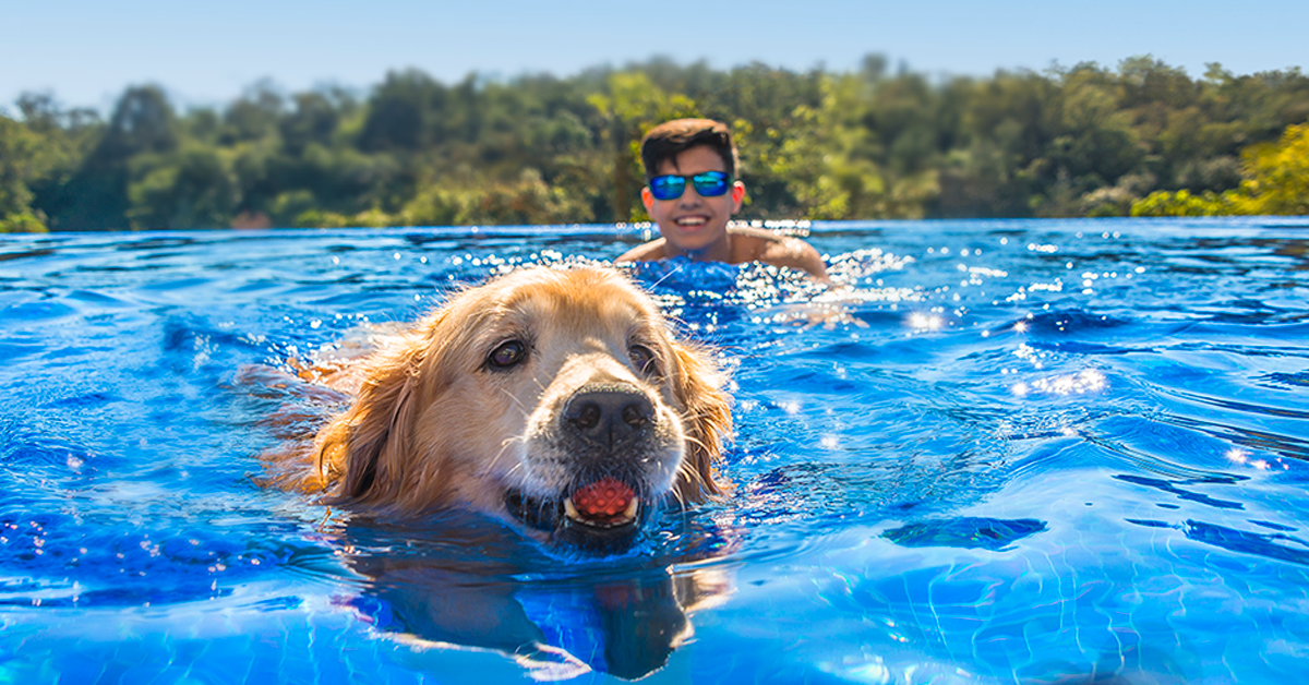 7 dicas e 4 perguntas respondidas sobre pets na piscina