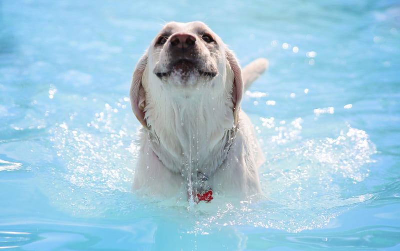 Capitán Brie El cuarto Gracia Piscina para perros? Cómo divertirse en el agua con su mascota